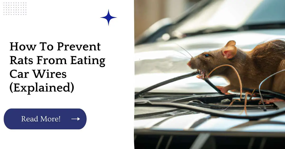 How To Prevent Rats From Eating Car Wires (Explained)