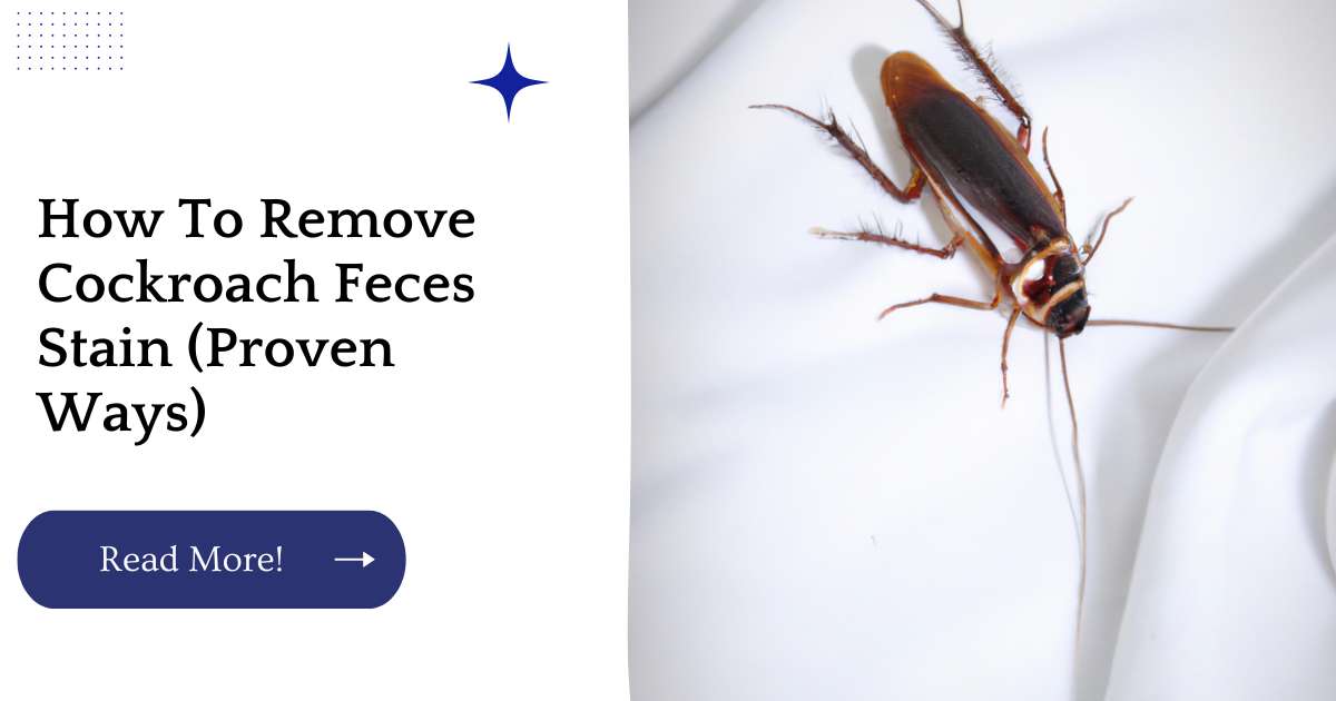 How To Remove Cockroach Feces Stain (Proven Ways)