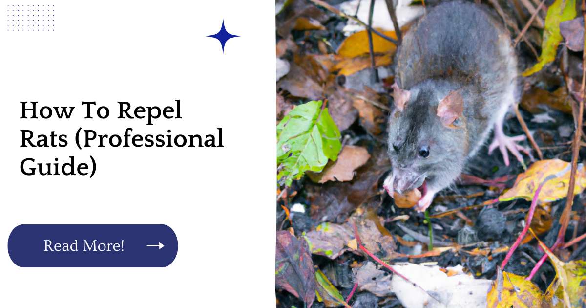 How To Repel Rats (Professional Guide)