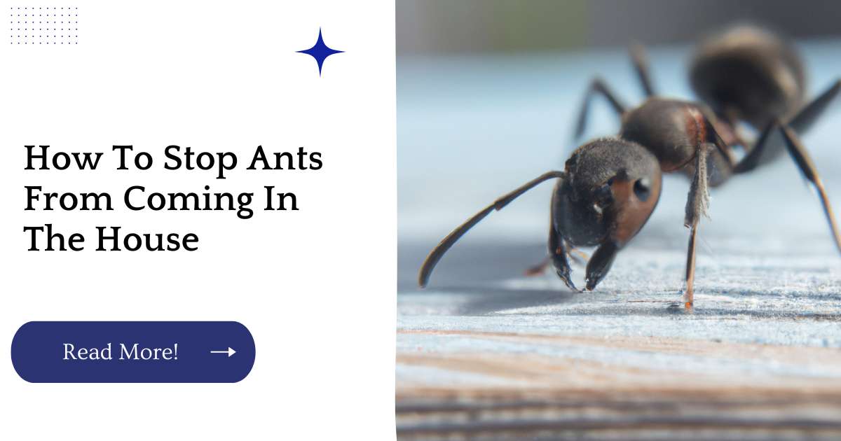 How To Stop Ants From Coming In The House