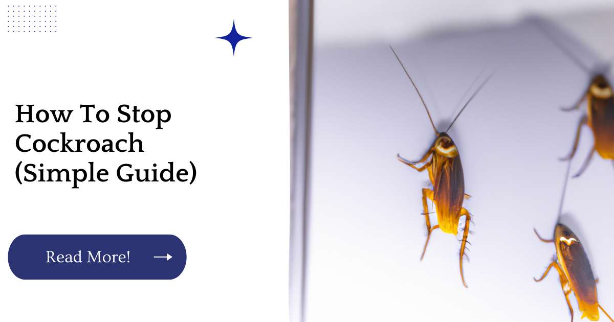 How To Stop Cockroach (Simple Guide)