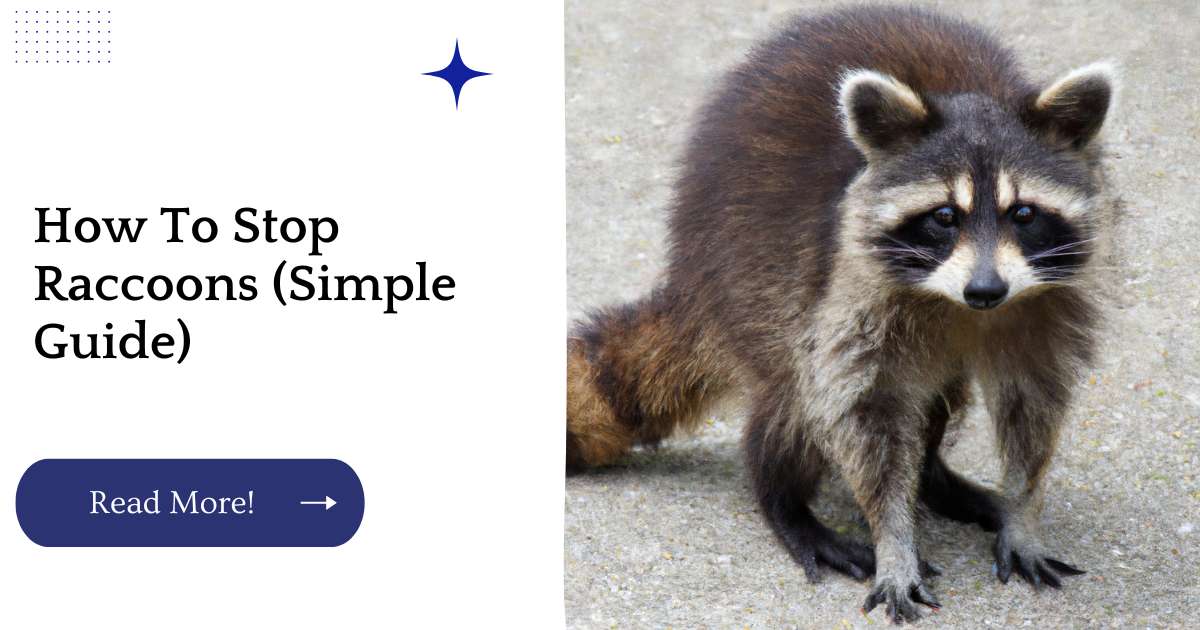 How To Stop Raccoons (Simple Guide)