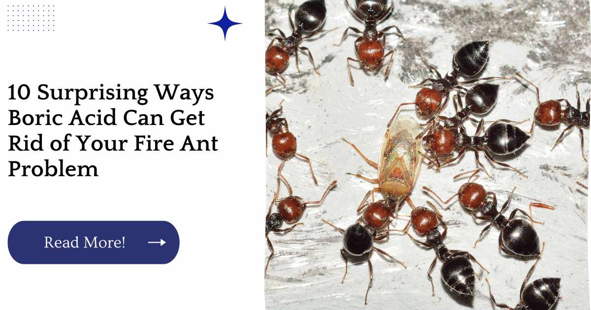 10 Surprising Ways Boric Acid Can Get Rid of Your Fire Ant Problem