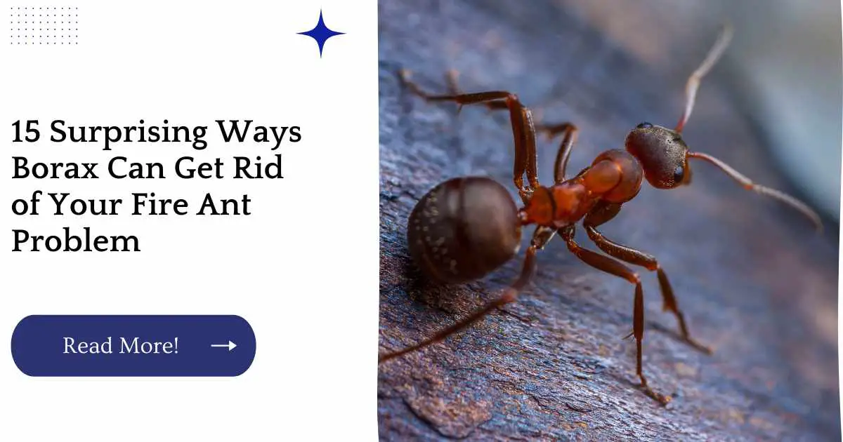 15 Surprising Ways Borax Can Get Rid of Your Fire Ant Problem