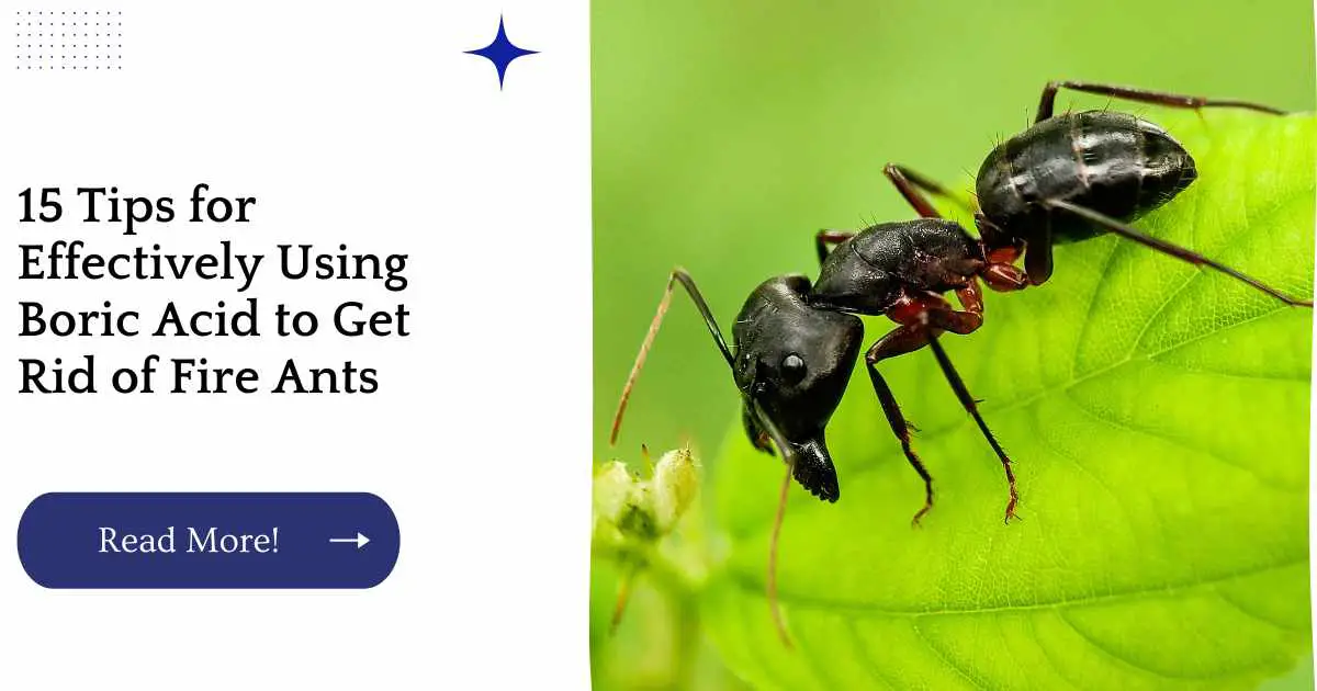 15 Tips for Effectively Using Boric Acid to Get Rid of Fire Ants