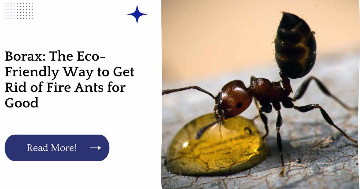 Borax: The Eco-Friendly Way to Get Rid of Fire Ants for Good
