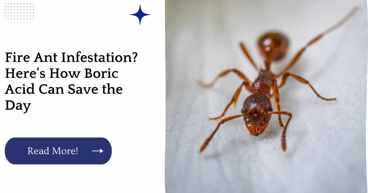 Fire Ant Infestation? Here's How Boric Acid Can Save the Day