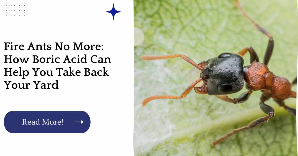Fire Ants No More: How Boric Acid Can Help You Take Back Your Yard