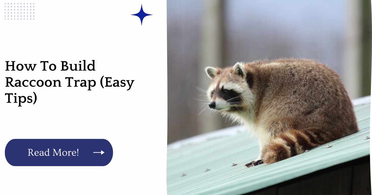How To Build Raccoon Trap (Easy Tips)