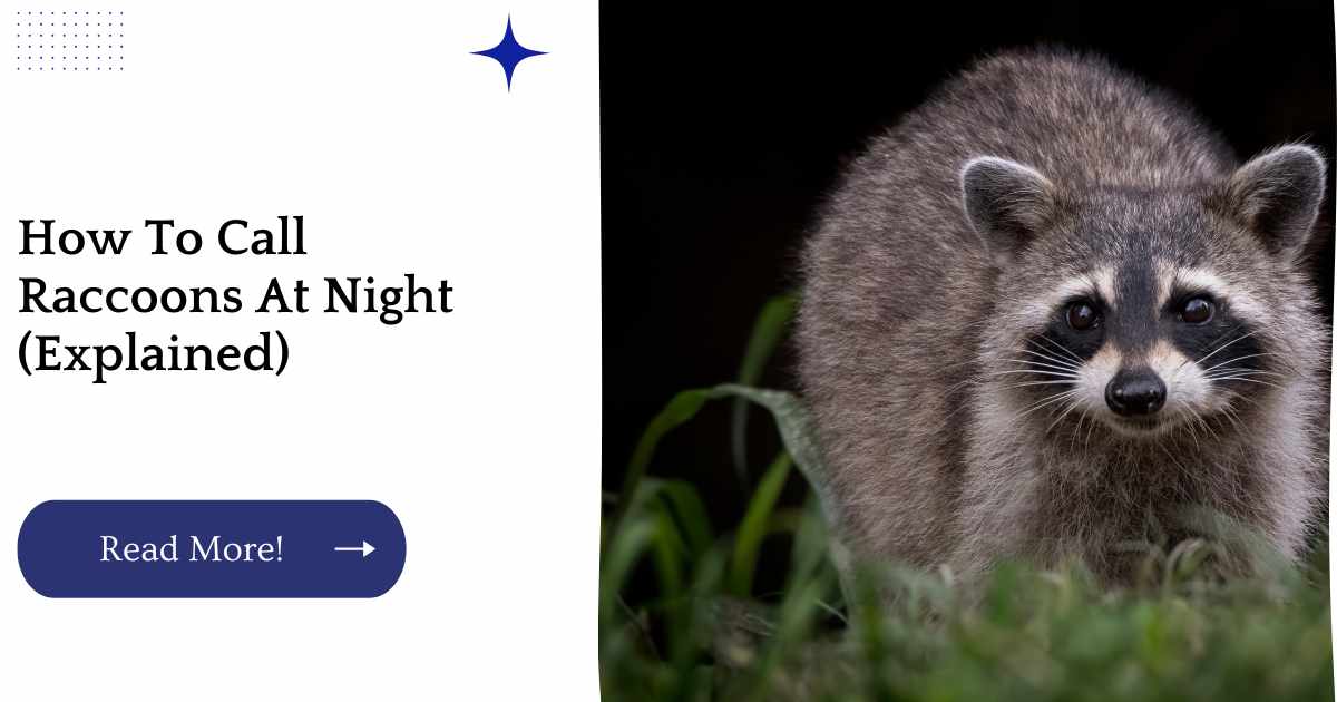 How To Call Raccoons At Night (Explained)