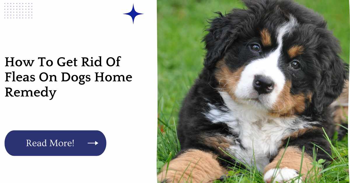 How To Get Rid Of Fleas On Dogs Home Remedy