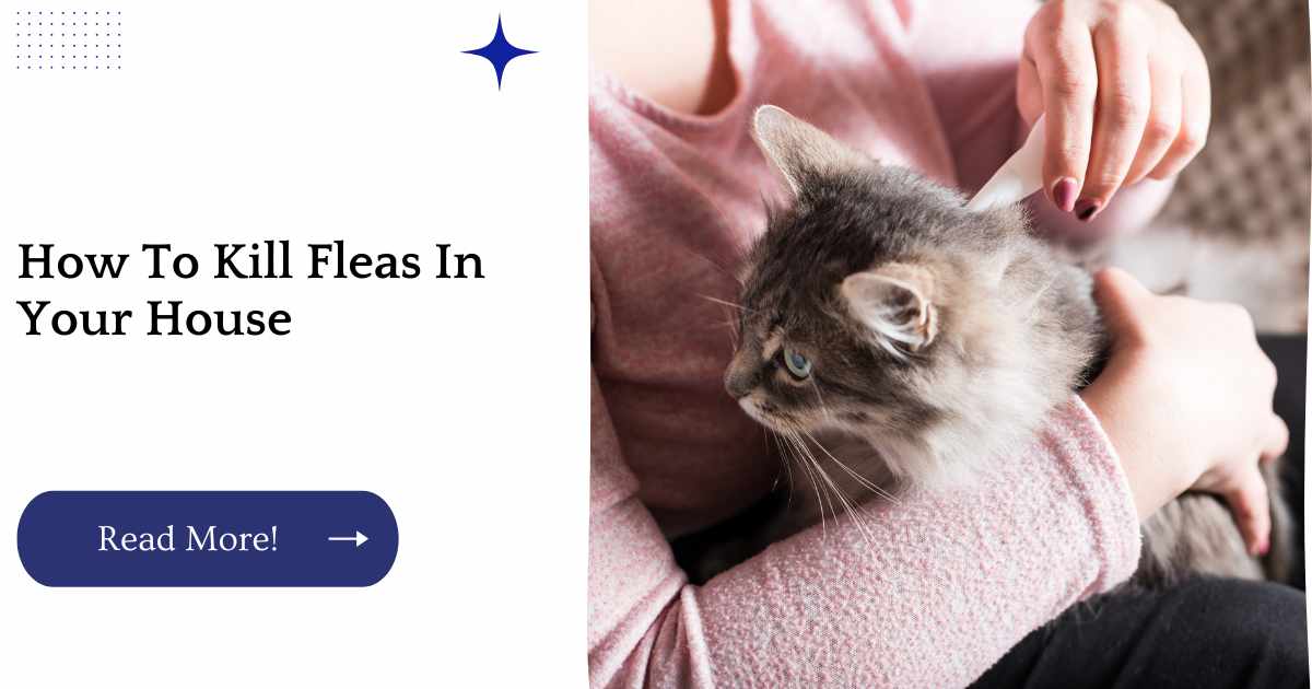 How To Kills Fleas In Your House