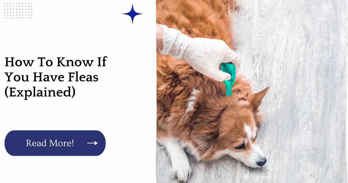 How To Know If You Have Fleas (Explained)