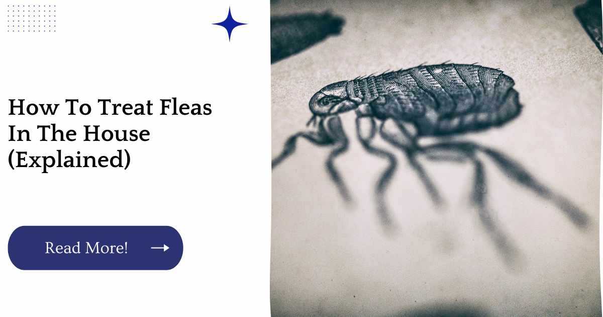 How To Treat Fleas In The House (Explained)
