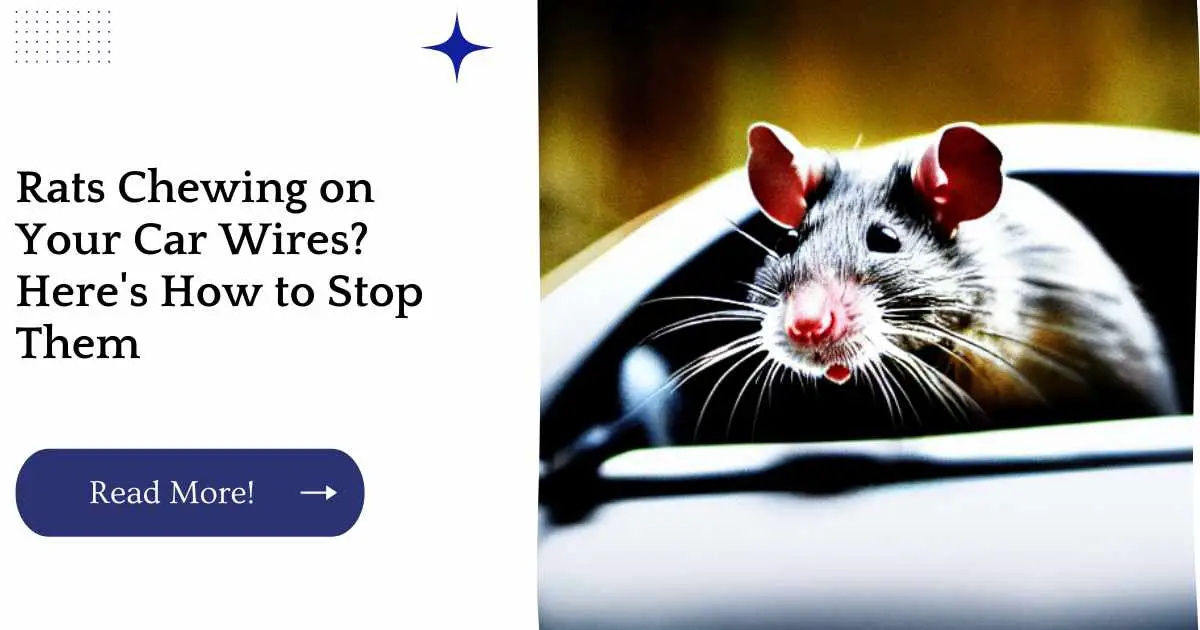 Rats Chewing on Your Car Wires? Here's How to Stop Them