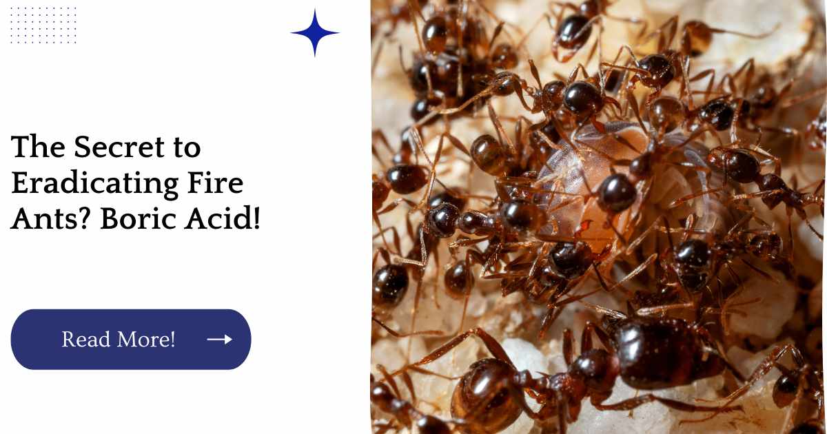 The Secret to Eradicating Fire Ants? Boric Acid!