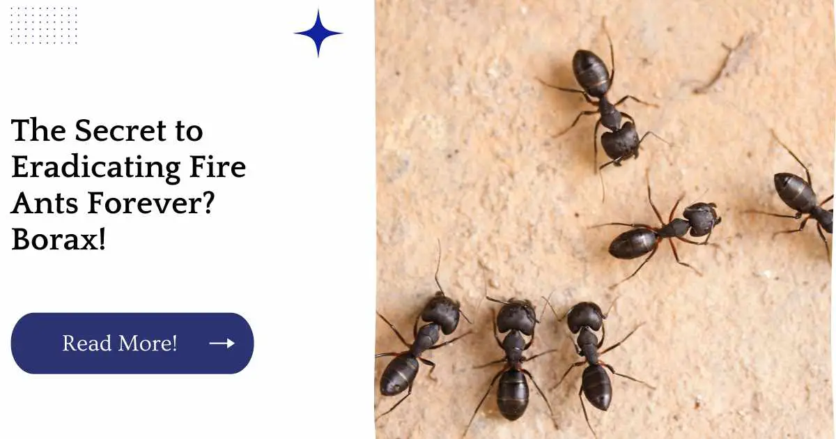 The Secret to Eradicating Fire Ants Forever? Borax!