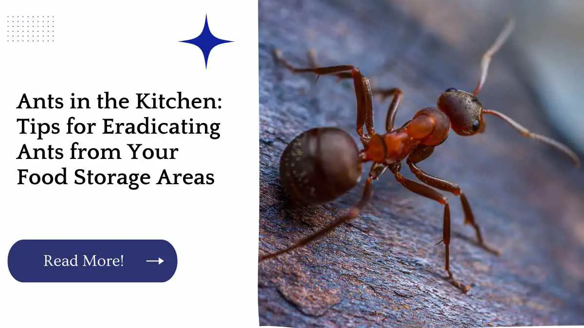 Ants in the Kitchen: Tips for Eradicating Ants from Your Food Storage Areas