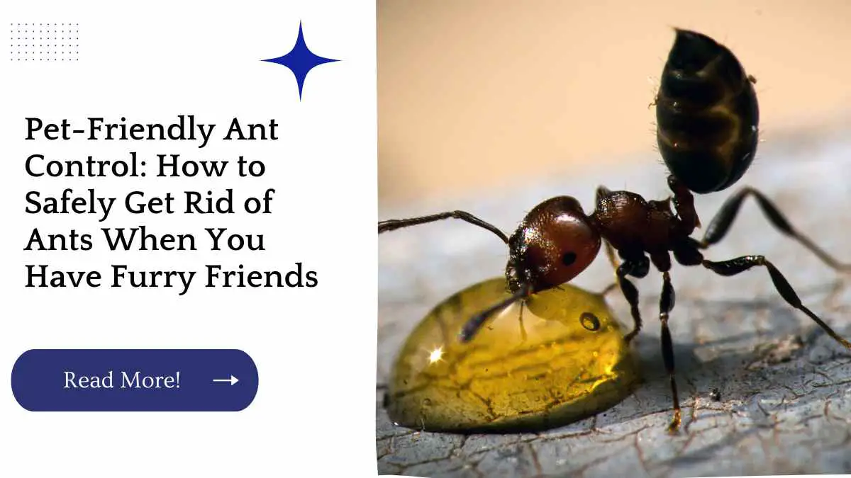 Pet-Friendly Ant Control: How to Safely Get Rid of Ants When You Have Furry Friends