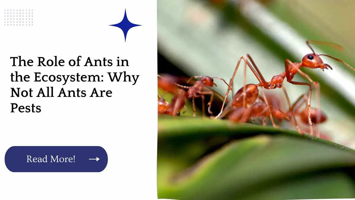 The Role of Ants in the Ecosystem: Why Not All Ants Are Pests