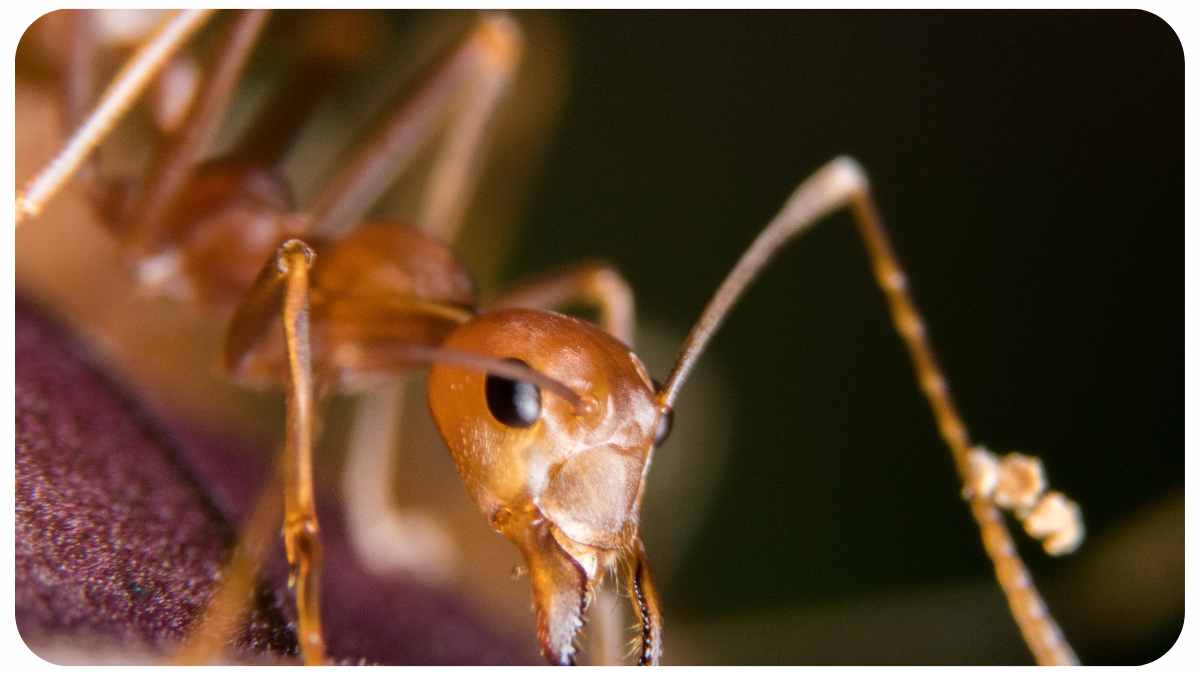 Early Signs of Fire Ants Infestation and What to Do About It