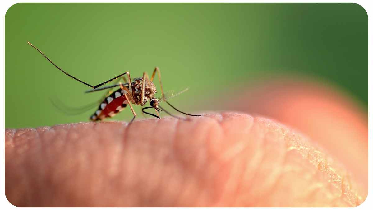 The Buzz on Mosquito Infestations: Signs You May Have a Problem