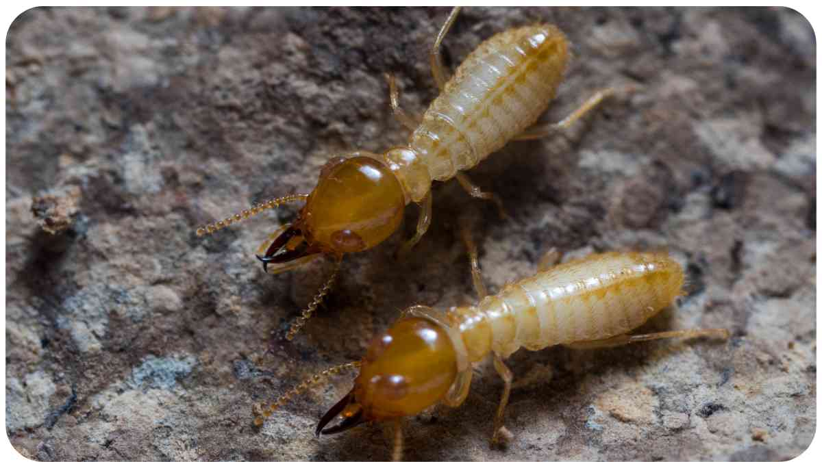 Termites in Furniture? How to Identify and Eliminate Them