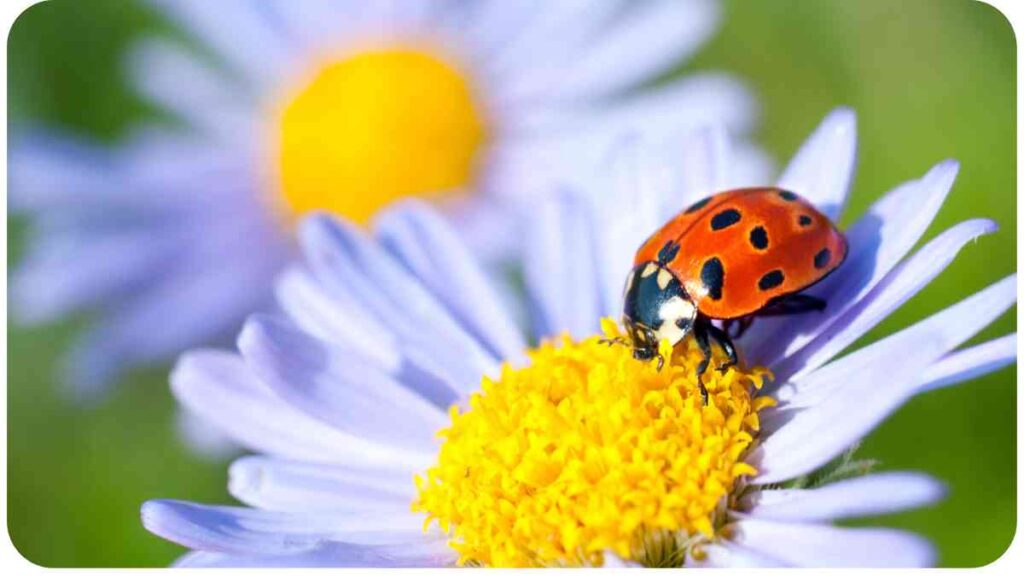 4. The Benefits of Ladybugs
