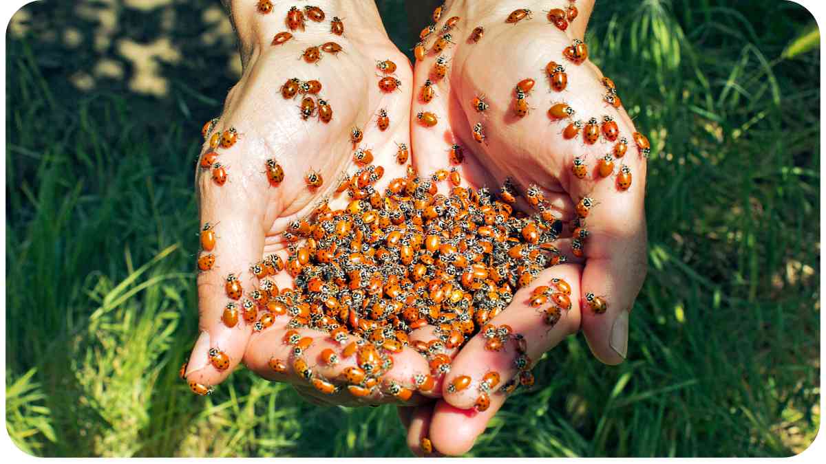 Why Are There So Many Ladybugs?