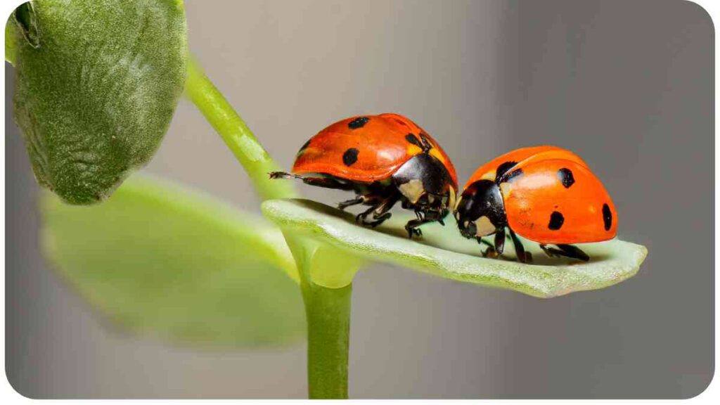 Why Are There So Many Ladybugs