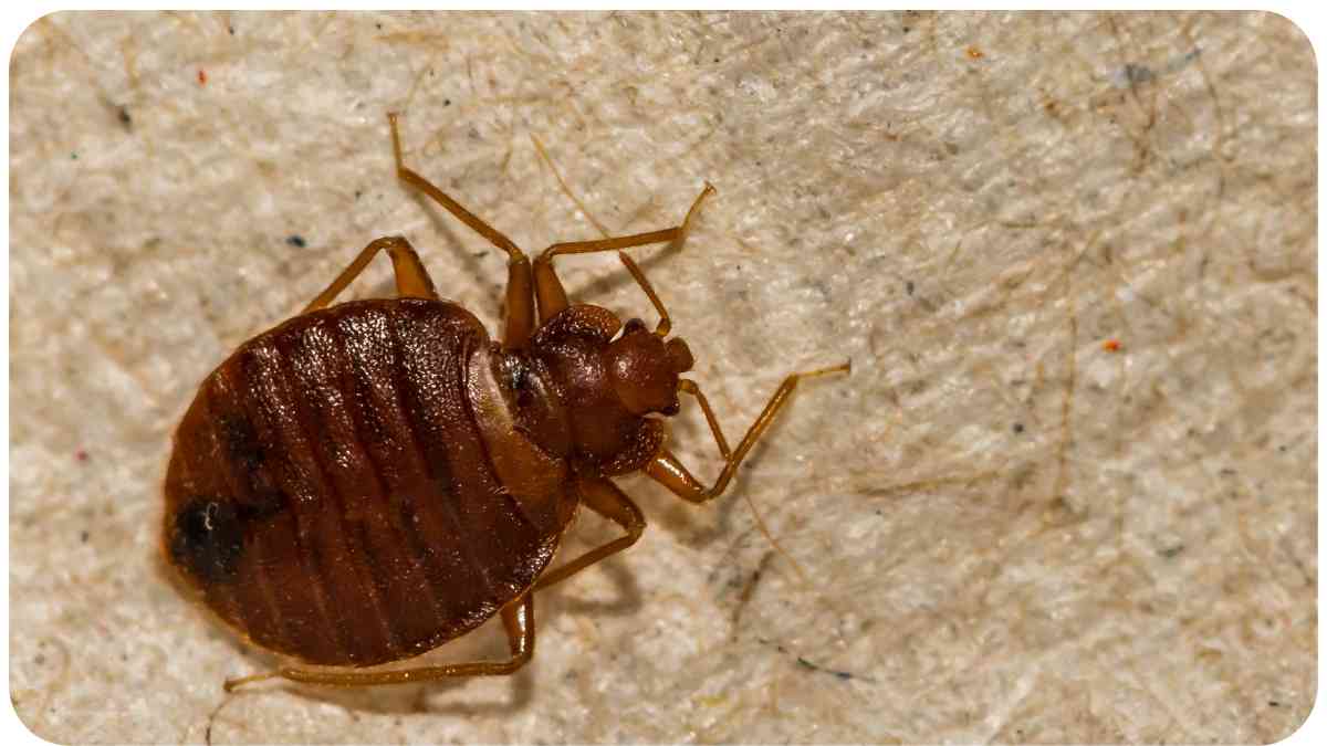Why Your Bed Bug Treatments Might Not Be Working