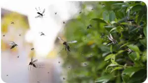 Battling a Gnat Invasion: Quick Fixes for Your Home