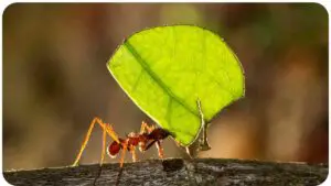 Carpenter Ants: How to Identify and Address Structural Damage