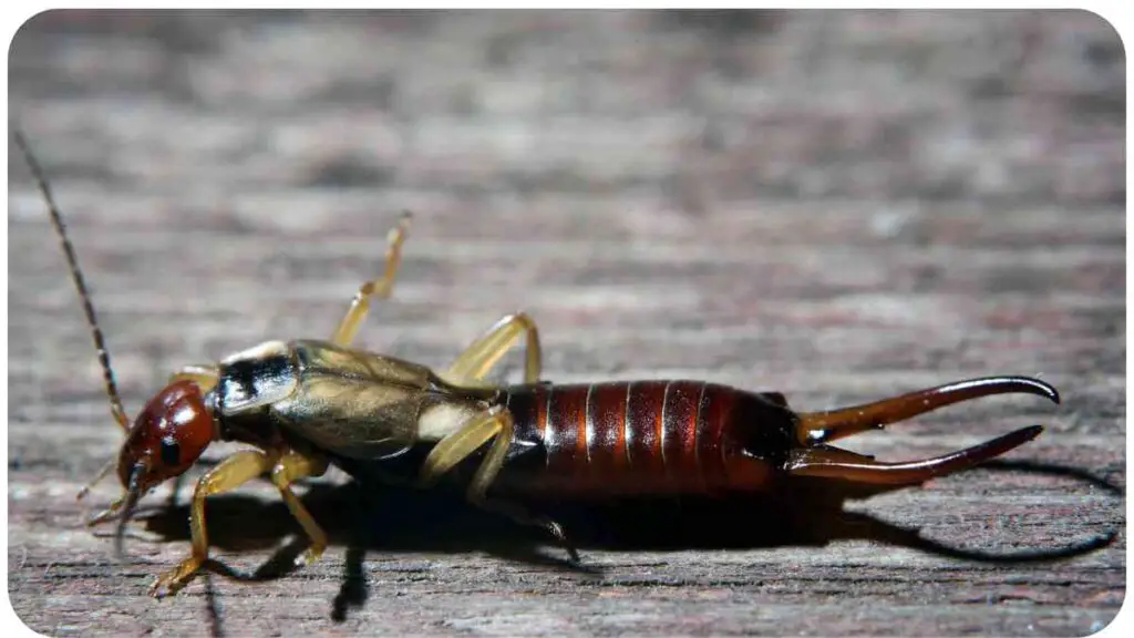 an earwig sitting on top of a wooden surface