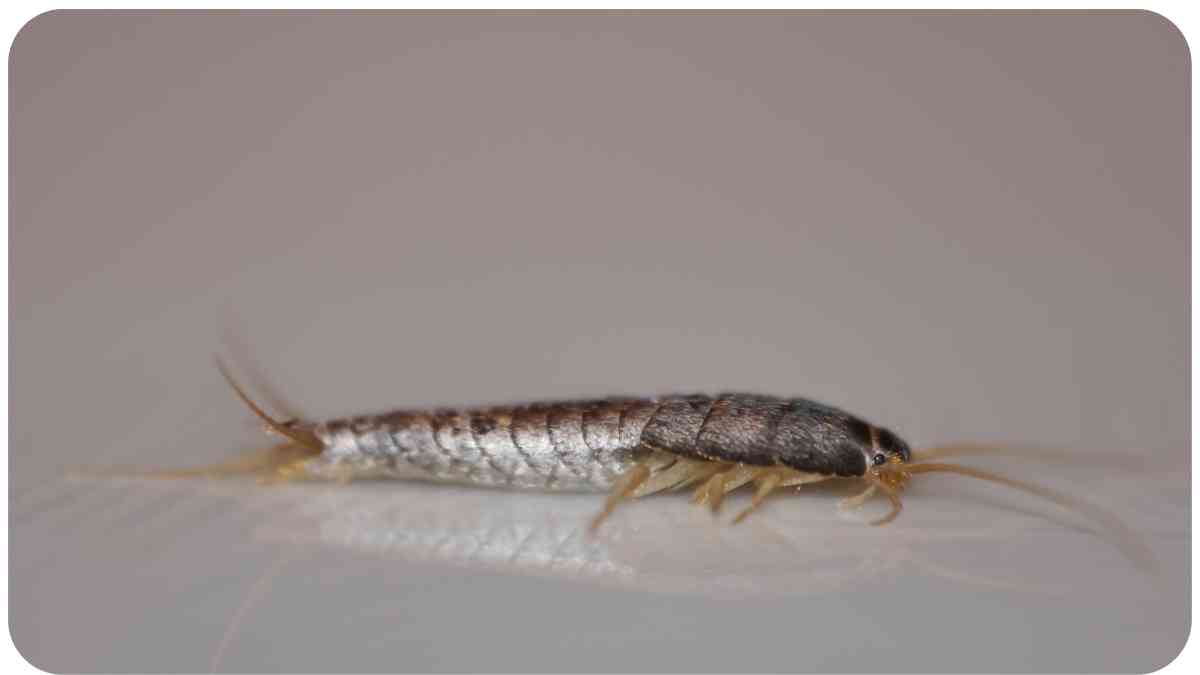 How to Address Silverfish in Your Old Books and Papers
