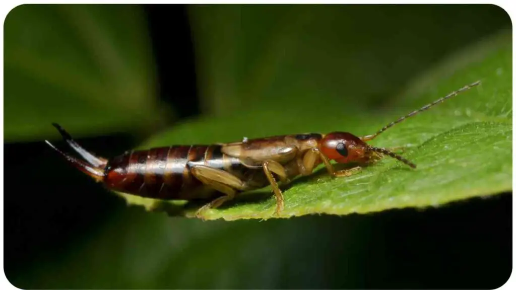 Natural Remedies for Earwig Control