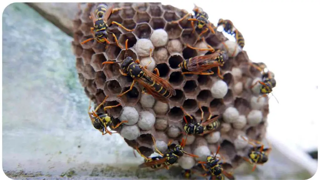 a group of wasps building a nest on top of a building