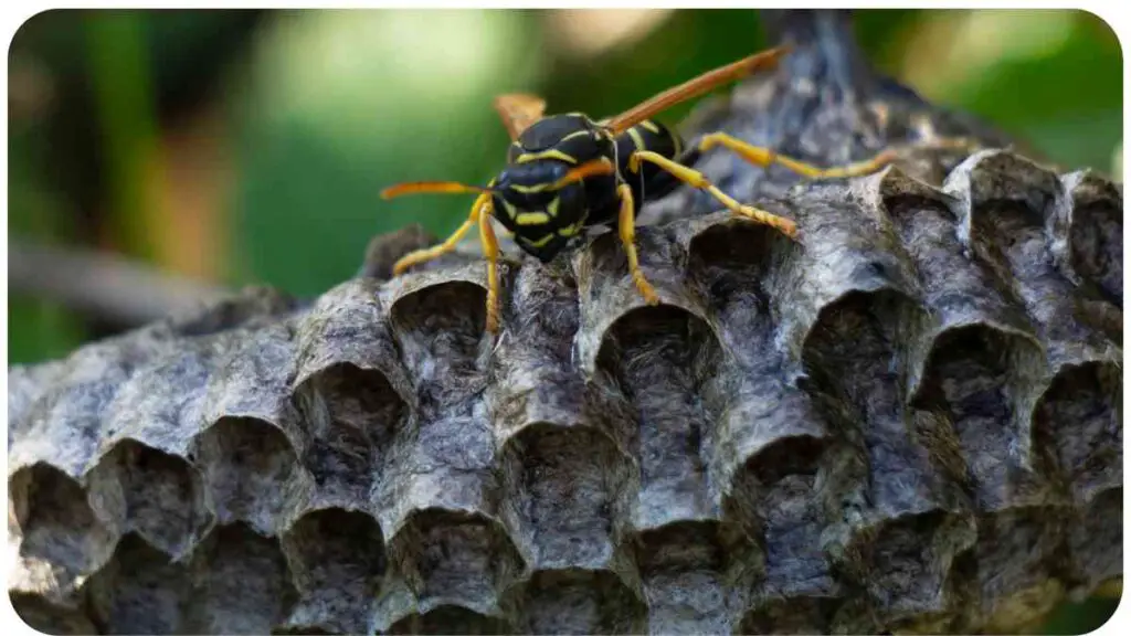 a wasp sitting on top of a nest